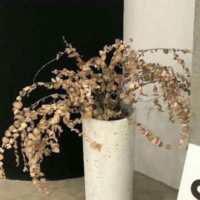 朝天FurryQQ群介绍